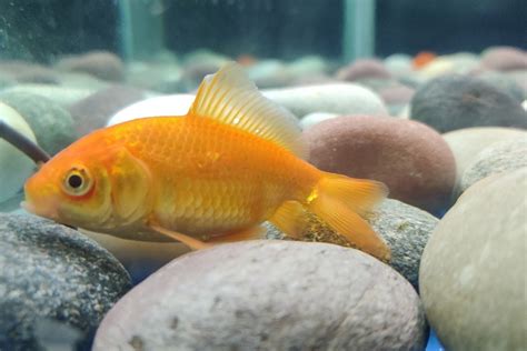 treat goldfish fin rot symptomscausesprevention