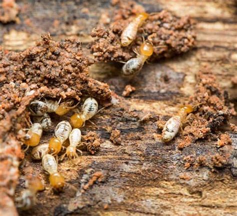 Termite Treatment Melbourne Exterminator And Control Services