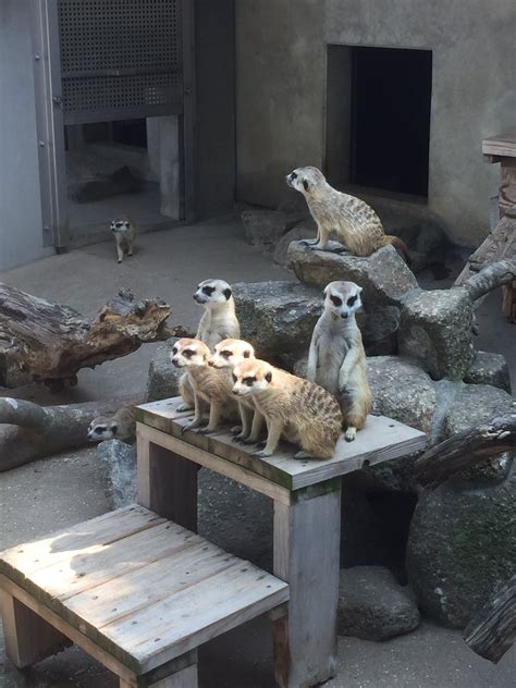 市川市動植物園（公式） On Twitter おはようございます☀ 今日も暑い中、開園しています 画像は何かに心を奪われているミーアたち