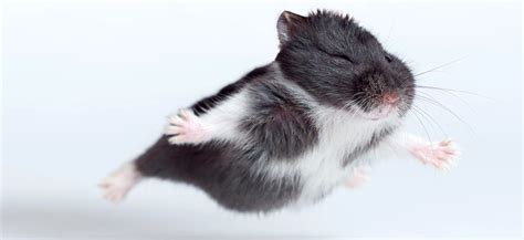 proces trwal  lat  skonczyl sie jak zart chomikujpl jest winny