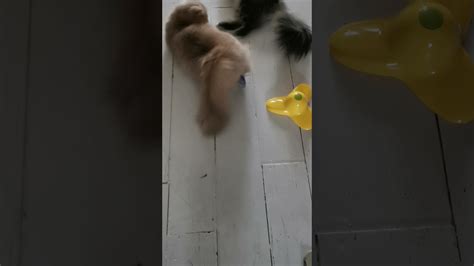 Sexspeeltje Voor Babe YouTube