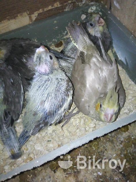 Cockatiel Bird For Sale In Mogbazar Bikroy