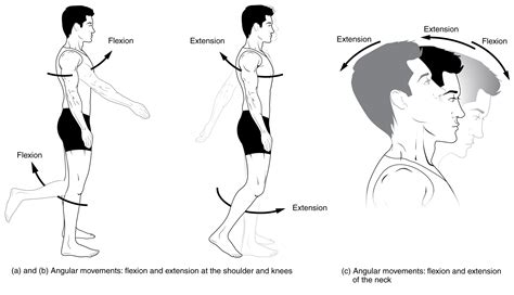 flexion anatomy