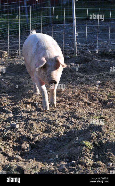 Piglet Nursing Hi Res Stock Photography And Images Alamy