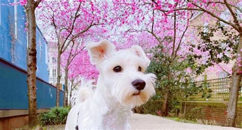 15 Reasons Why You Should Never Own Schnauzer Dogs