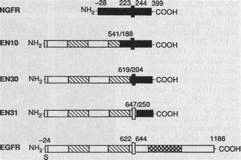 Schematic Representation Of EGF And NGF Chimeric Receptors The