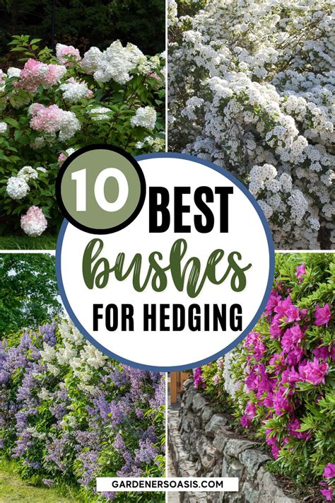 Flowering Hedge Plants 10 Of The Best Bushes For Hedges Garden