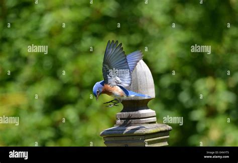 bird male eastern bluebird Stock Photo - Alamy