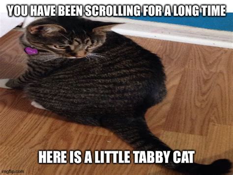 Little Tabby Tabby Imgflip