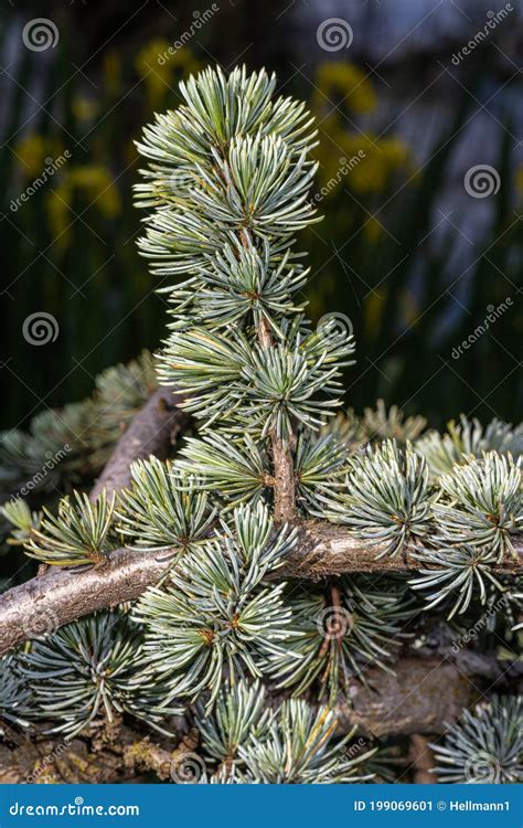 leaves  weeping blue atlas cedar stock image image  outdoors