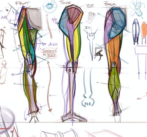 Lower Leg Anatomy Drawing