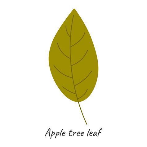 Autumn leaf apple tree. Vector illustration. 30048905 Vector Art at ...