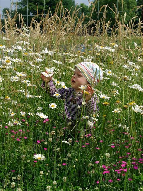 Wiesen Margerite Leucanthemum Vulgare Kaufen