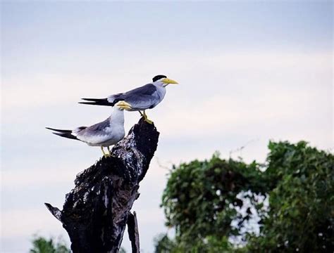 Sobe para 19 o número de focos de gripe aviária doença só atinge aves