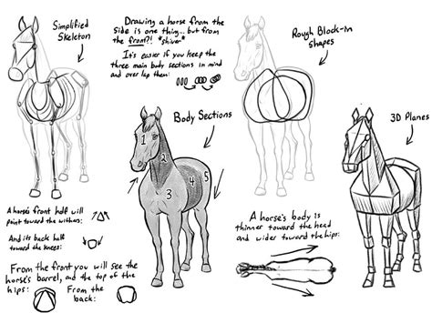 Heather L. Gilbraith's Horse Drawing Workshop - Notes and References Booklet