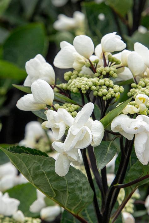 New Hydrangeas To Grow In The Garden Horticulture