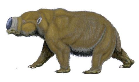 Diprotodontidae - Alchetron, The Free Social Encyclopedia