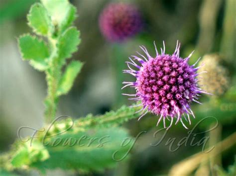 Sphaeranthus Indicus East Indian Globe Thistle