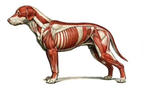 Anatomical illustration of dog muscles by Johnnyred777 on DeviantArt