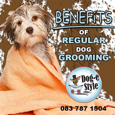 3 Benefits For Regular Dog Grooming Dog E Style