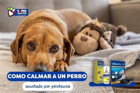 Consejos para Calmar a un Perro Asustado Tranquilízalo Ahora