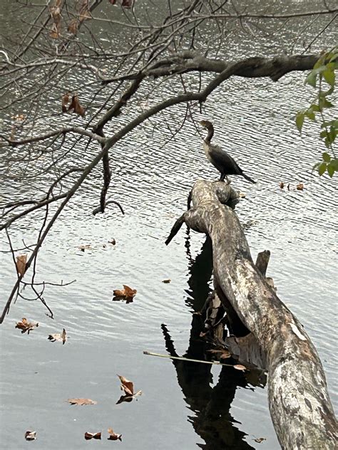 Lake Elkhorn, Columbia, MD : r/whatsthisbird