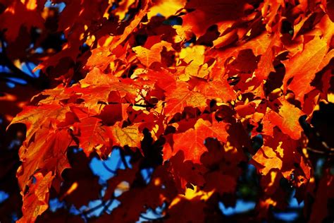 Free photo: Maple, Tree, Autumn, Fall, Leaf - Free Image on Pixabay ...