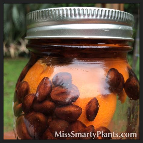 Loquat Recipes | Miss Smarty Plants