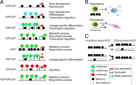 Promoter Dna Methylation Patterns Of Differentiated Cells Are Largely