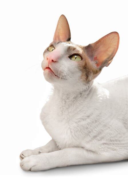 Premium Photo Portrait Of A Cornish Rex Cat Isolated On White Background