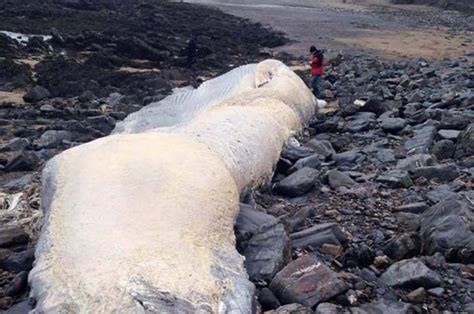 Giant 60ft Sea Monster Washes Up On Cornwall Beach And Leaves Experts