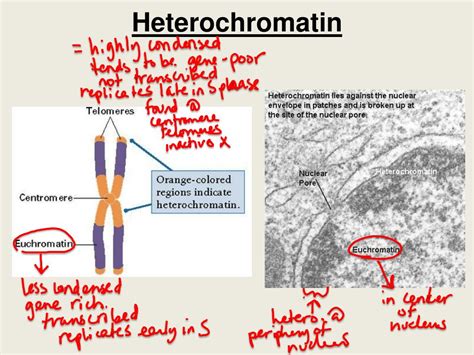 Ppt Bio 304 Lecture 13 Powerpoint Presentation Free Download Id