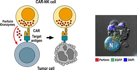 Frontiers Car Engineered Nk Cells For The Treatment Of Glioblastoma