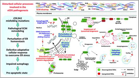 A Schematic Overview Depicting Dysregulated Cellular Processes In VEDS