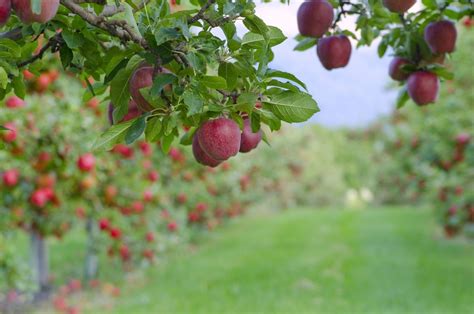 Varieties of Apple Trees