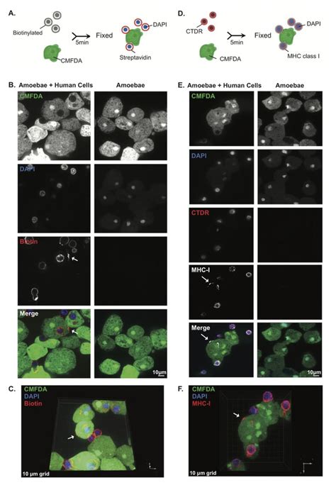 Trogocytosis By Entamoeba Histolytica Mediates Acquisition And Display Of Human Cell Membrane