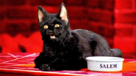 Salem The Cat Sabrina