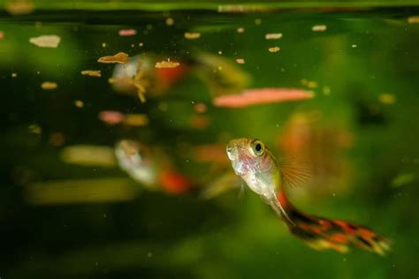 Jouw guppie is waarschijnlijk een kannibaal - maar niet van nature