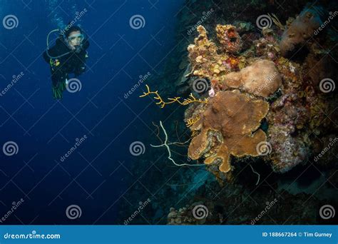 Underwater Life On The Dutch Caribbean Island Of Bonaire Stock Photo