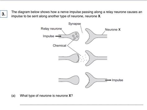 The diagram below shows how a nerve impulse passing along a relay neurone causes an impulse to ...