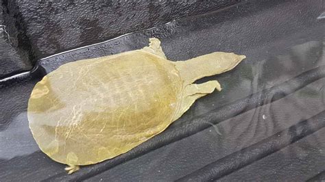 mapaminsalang chinese softshell turtle nahuli sa la union pepph