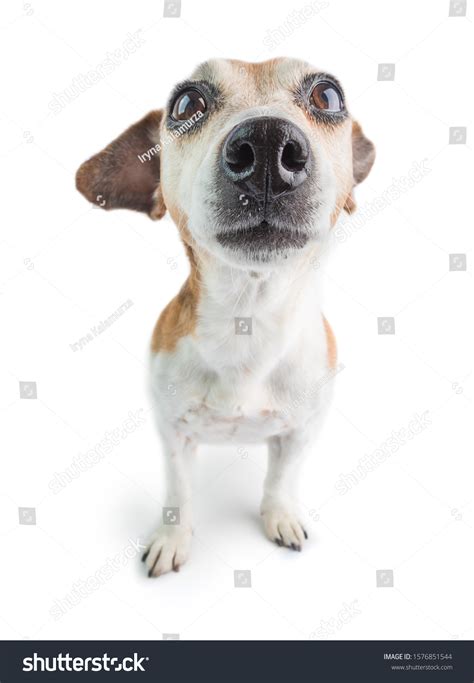 Confused Surprised Shocked Dog Face On Stock Photo 1576851544 ...