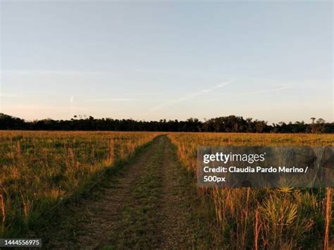 Kissimmee Prairie Preserve State Park Photos and Premium High Res ...