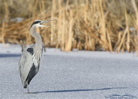 Yawning Great Blue Heron On Ice Mia McPherson S On The Wing Photography