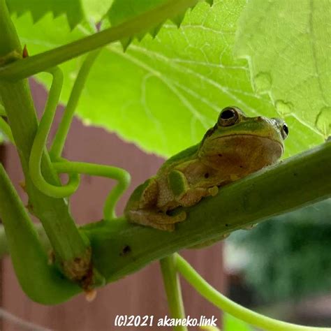 またウンチ中のカエルに遭遇してしまった（閲覧注意） ｜ アカネコ生活