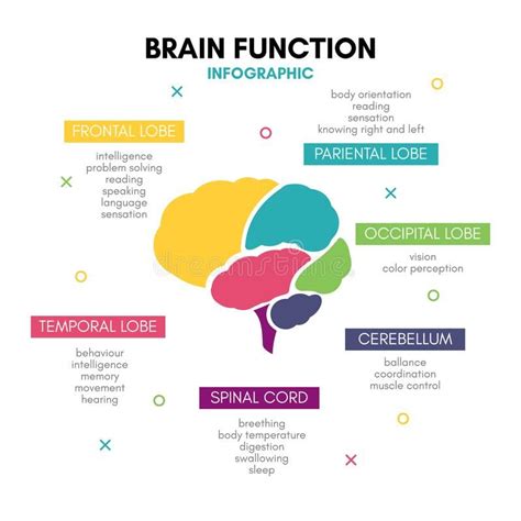 Demystifying Brain Injury Artofit