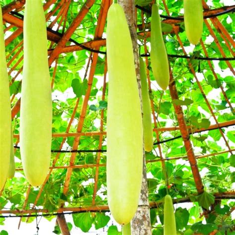 Nam Tao Ngam Long Bottle Gourd Seeds India Hybrid Calabash Lauki Dudhi Melon Loki Upo Opo