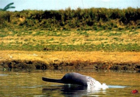 Ganges River Dolphin – "OCEAN TREASURES" Memorial Library