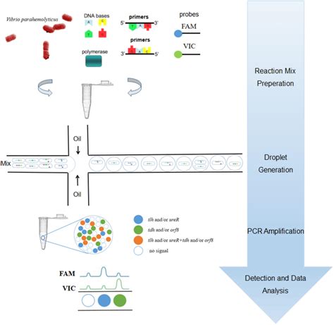 Frontiers A 4 Plex Droplet Digital PCR Method For Simultaneous