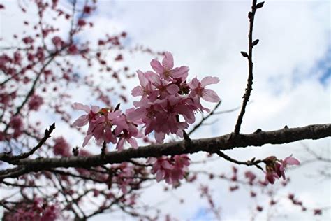 阿里山花季開跑 疏運資訊要注意 賞花 山櫻花 大紀元